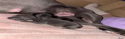 Staffordshire Bull Terrier dogs for sale: 1 Blue boy and 1 black female Staffys Available  in Coventry - Advert 15