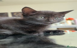 Mixed Breed cats for sale: 6 kittens for sale  - Image 3