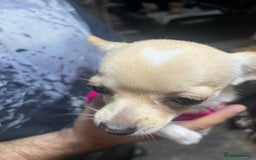Chihuahua dogs for sale: 3 small chihuahua puppies  - Image 16