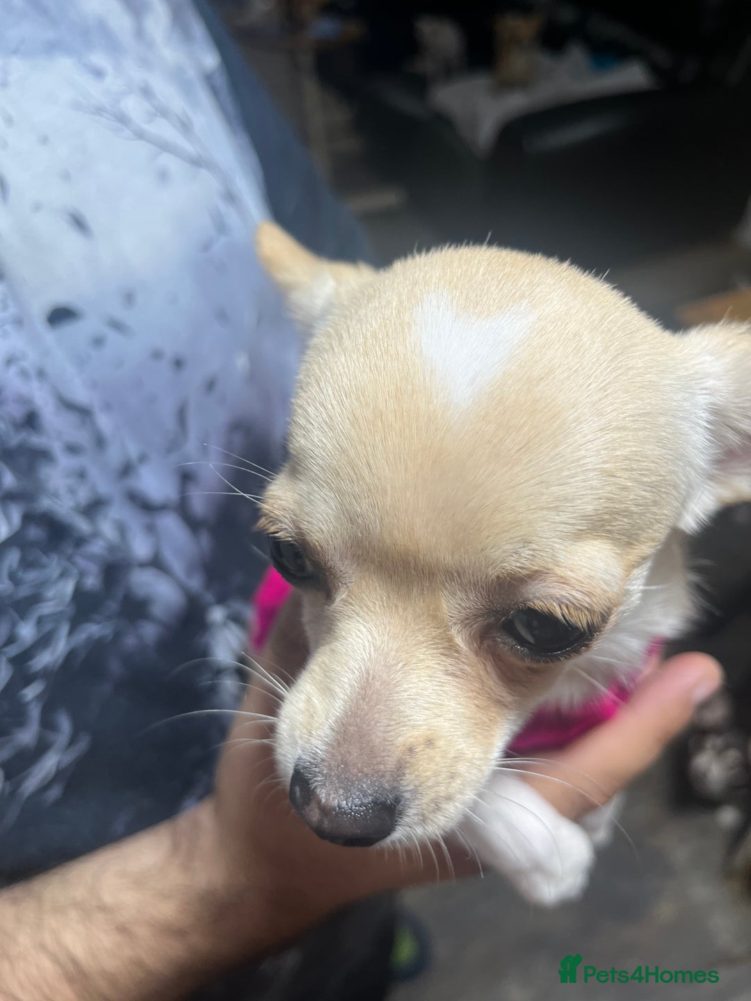 Chihuahua dogs for sale: 3 small chihuahua puppies  - Image 16