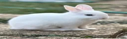 Netherland Dwarf rabbits for sale: Ready to go 3 Left Netherland Dwarf Bunnies  - Advert 5
