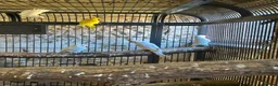 Ringnecks birds for sale: Indian Ringnecks  - Advert 3