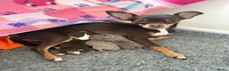 Chihuahua dogs for sale:  Beautiful Chihuahua Puppies  - Advert 2