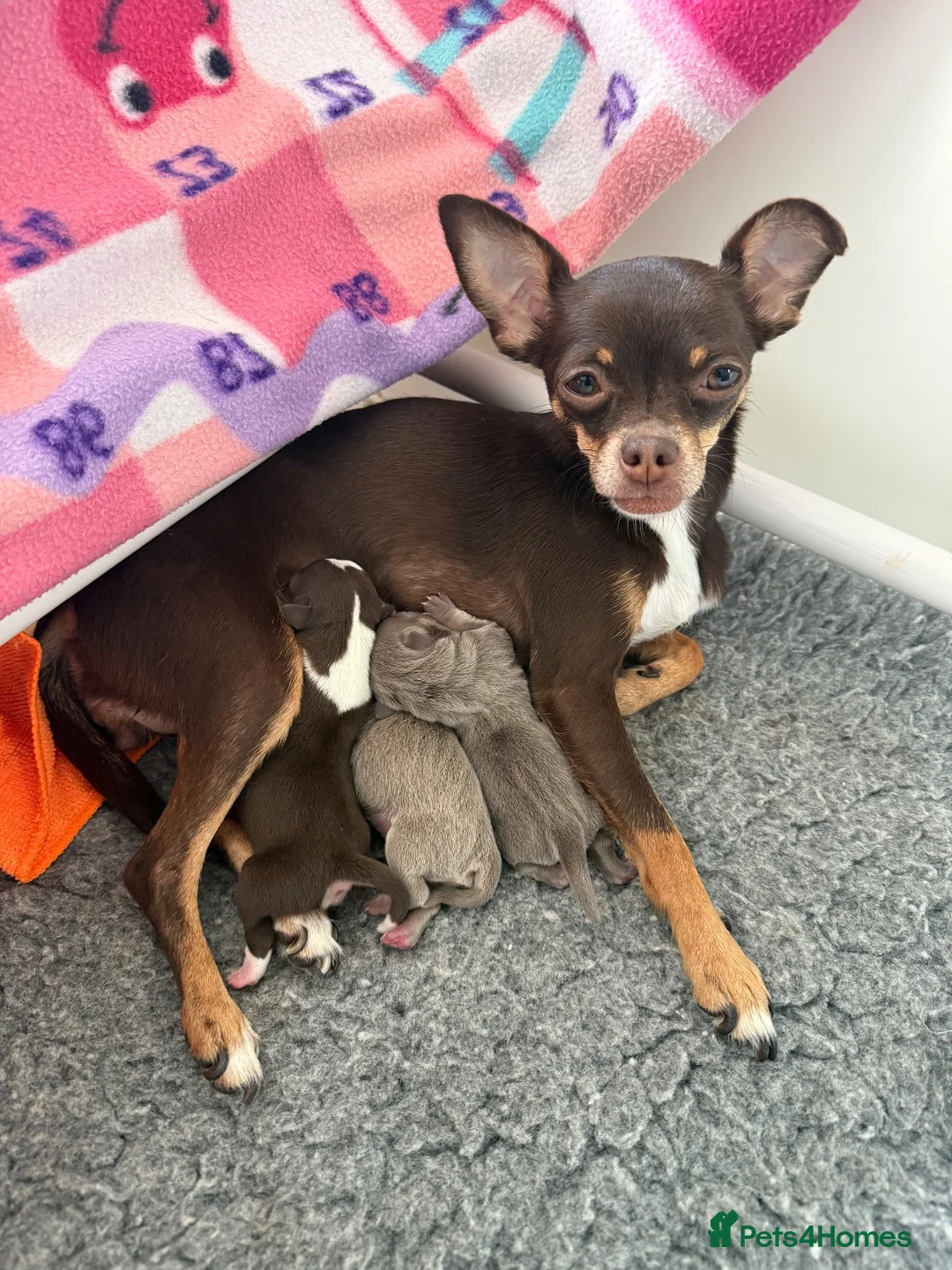 Chihuahua dogs for sale:  Beautiful Chihuahua Puppies  - Advert 2