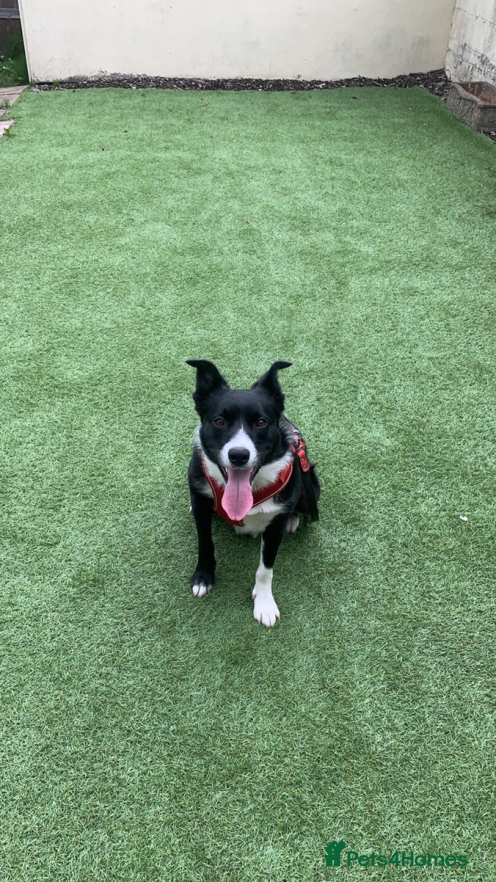 Border Collie dogs Toby  - Advert 1