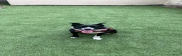 Border Collie dogs for sale: Toby  in Maesteg - Advert 1