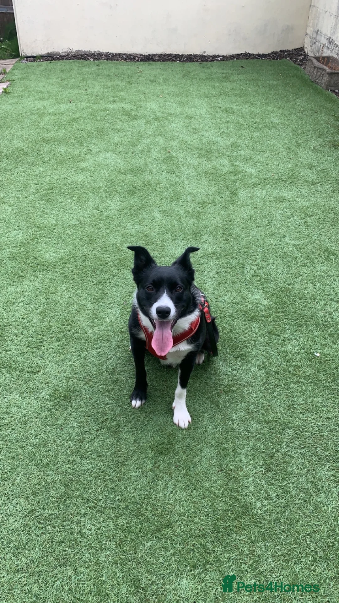 Border Collie dogs for sale: Toby  in Maesteg - Advert 1