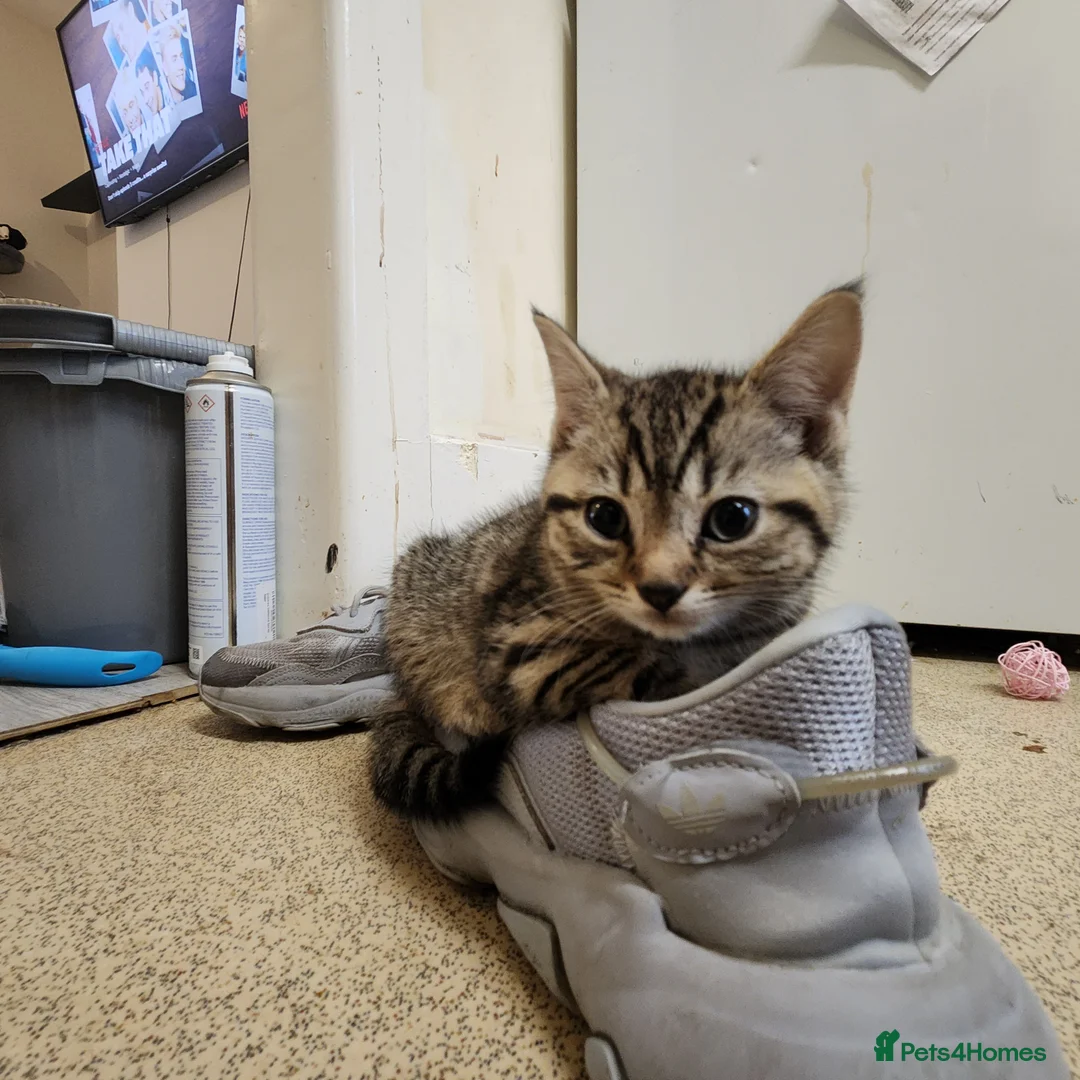 Mixed Breed cats for sale: Kittens, 2 black, 2 tabby in London - Advert 11