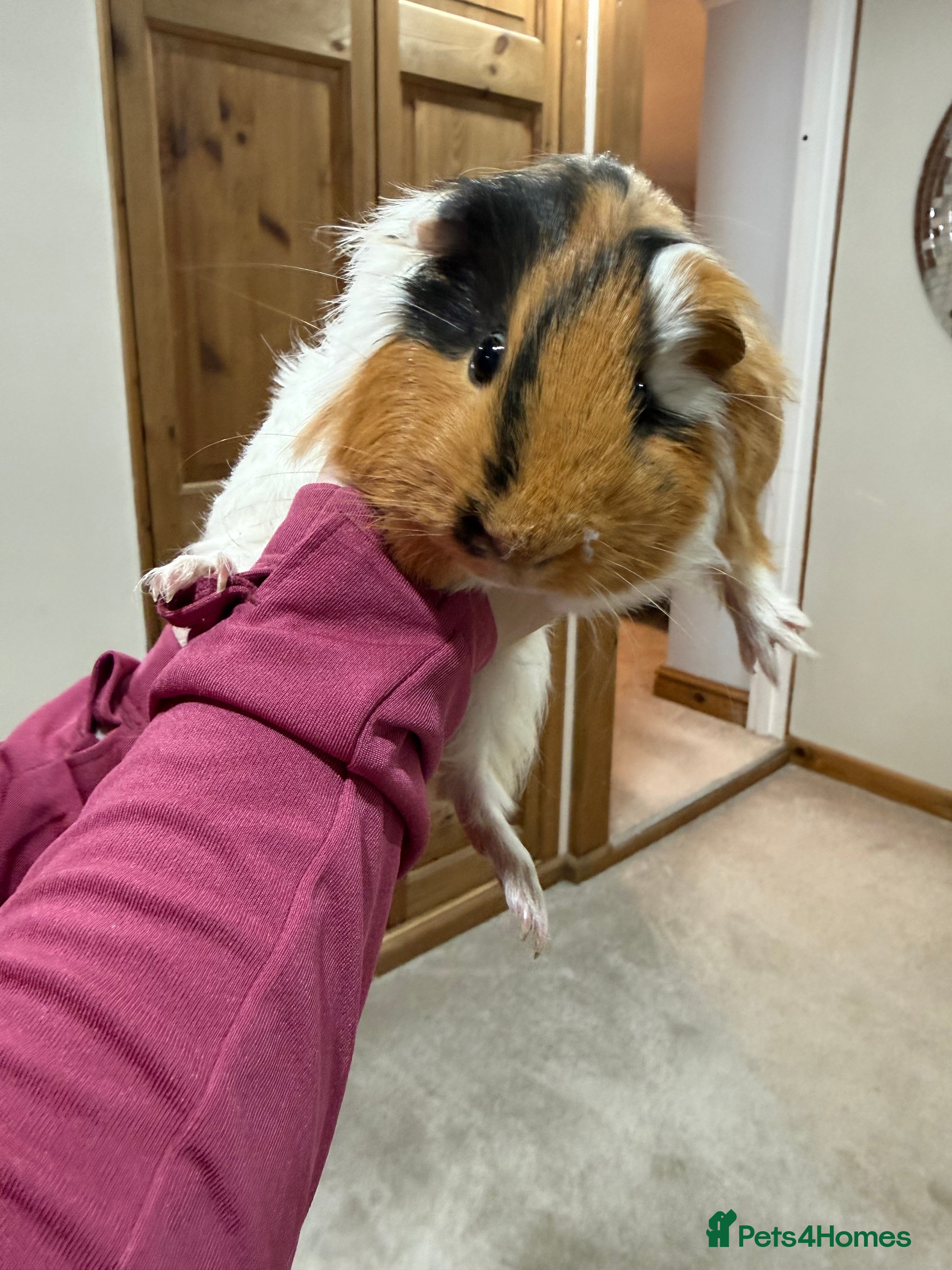 Guinea Pig rodents Pair of bonded guinea pigs and full set up  - Advert 1