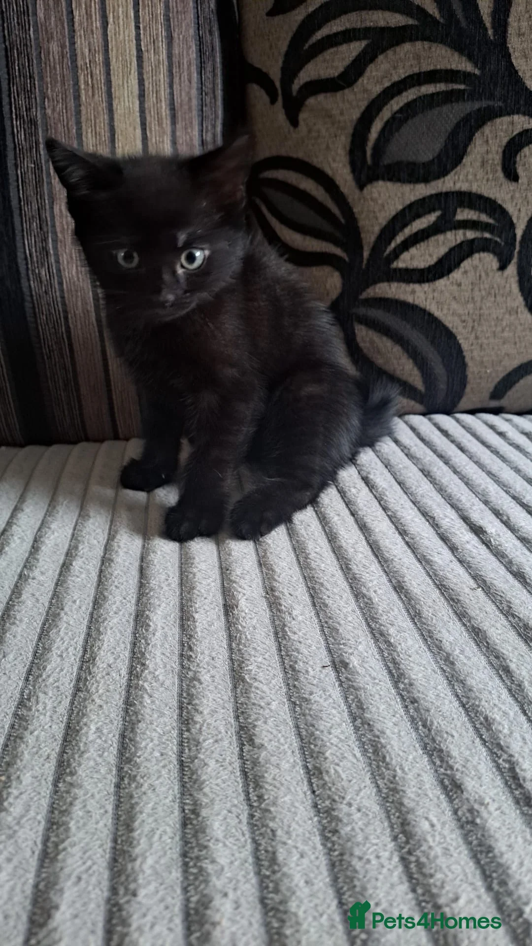 Mixed Breed cats for sale:  black kitten for sale - Advert 2