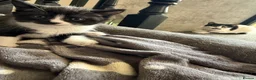 Mixed Breed cats for sale: 3 beautiful kittens - Advert 6