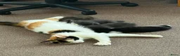 Mixed Breed cats for sale: 4 Kittens – Available 1st August | 3 Boys & 1 Girl in Melksham - Advert 9