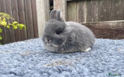 Netherland Dwarf rabbits for sale: Netherland Dwarf Babies & Adults available in Stoke-on-Trent - Image 17