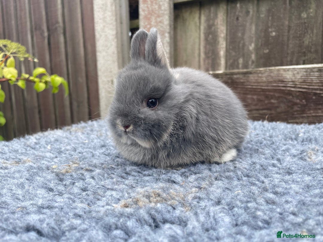 Netherland Dwarf rabbits for sale: Netherland Dwarf Babies & Adults available in Stoke-on-Trent - Image 17