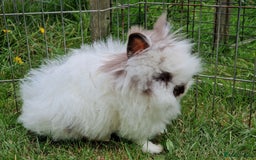 Lionhead rabbits for sale: Purebred Lionhead Rabbits  - Image 4
