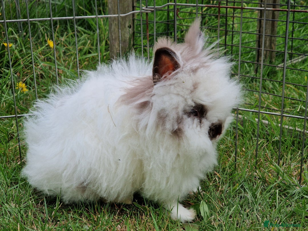 Lionhead rabbits for sale: Purebred Lionhead Rabbits  - Image 4