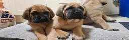 Mastiff dogs for sale: Mastiff puppies  in Galashiels - Advert 16