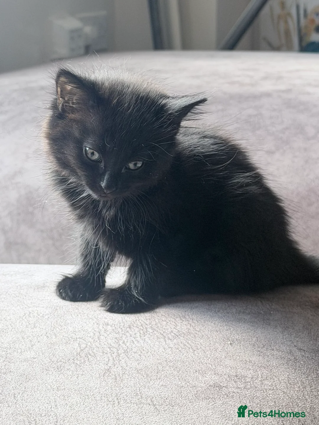 Mixed Breed cats for sale: Kittens ready for their forever home in Eastbourne - Advert 2