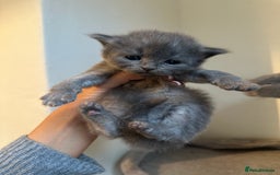 Ragdoll cats for sale: 7 ragdol mix kittens for sale - Image 1
