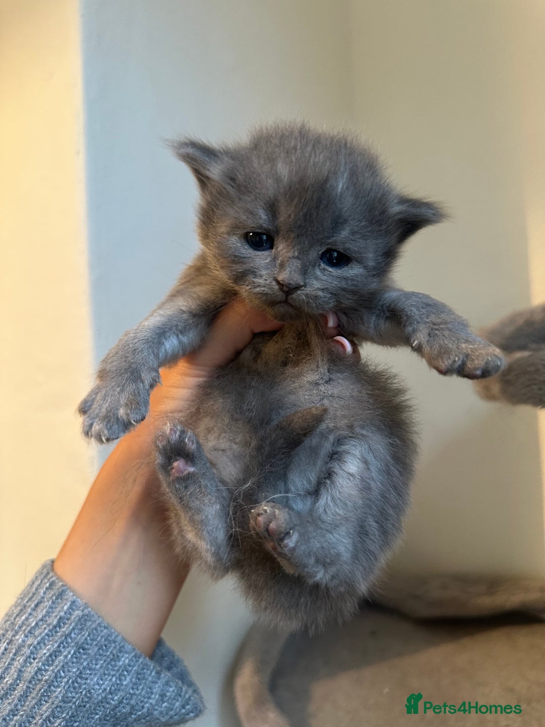 Ragdoll cats for sale: 7 ragdol mix kittens for sale - Image 1