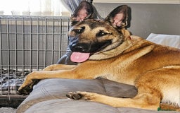 Belgian Shepherd Dog dogs for sale: Belgian mallinos pup - Image 9