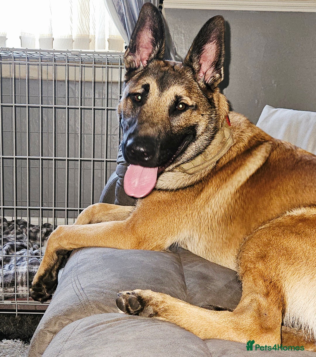 Belgian Shepherd Dog dogs for sale: Belgian mallinos pup - Image 9