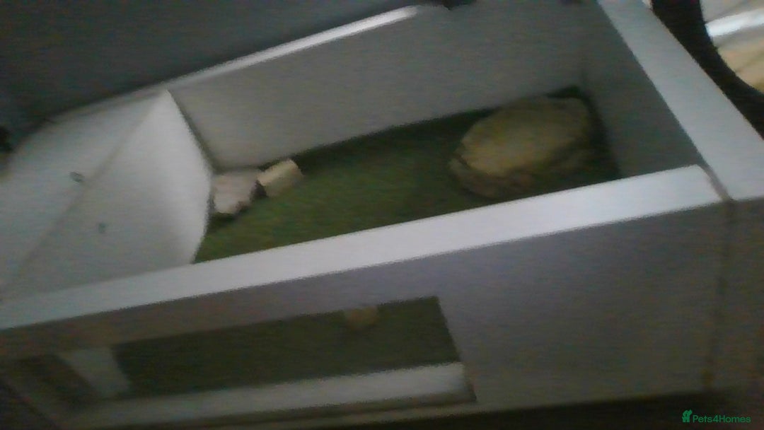 Tortoise reptiles for sale: Horsefield Tortoise - Image 4