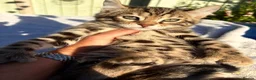 Keetso cats for sale: Superb polydactyl curled eared Keetso kittens.  - Advert 4