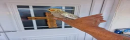 Cockatiels birds for sale: Super hand tamed baby cockatiels  - Advert 15