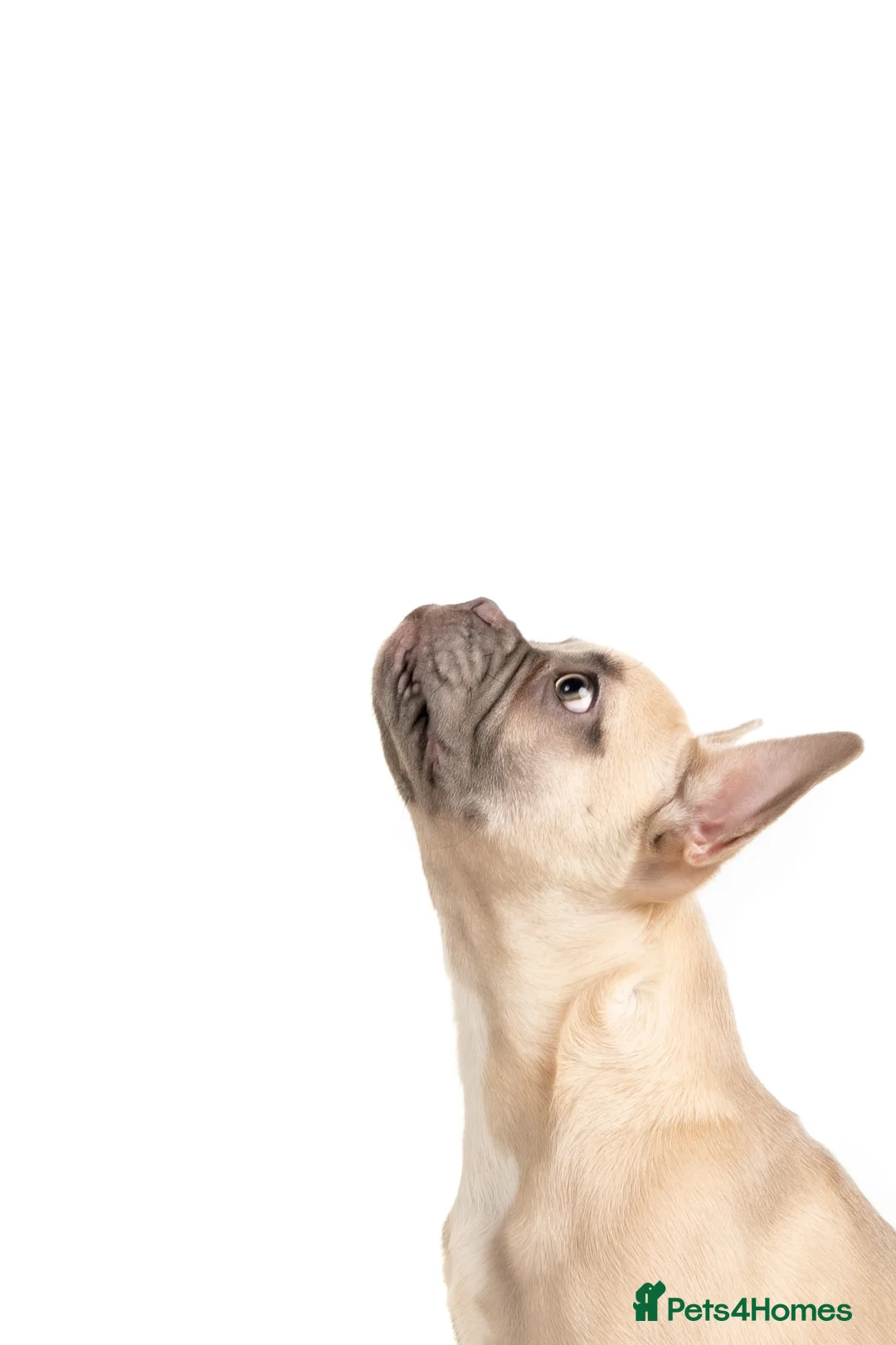 French Bulldog dogs for sale: Urgent Loving Frenchie! - Advert 2