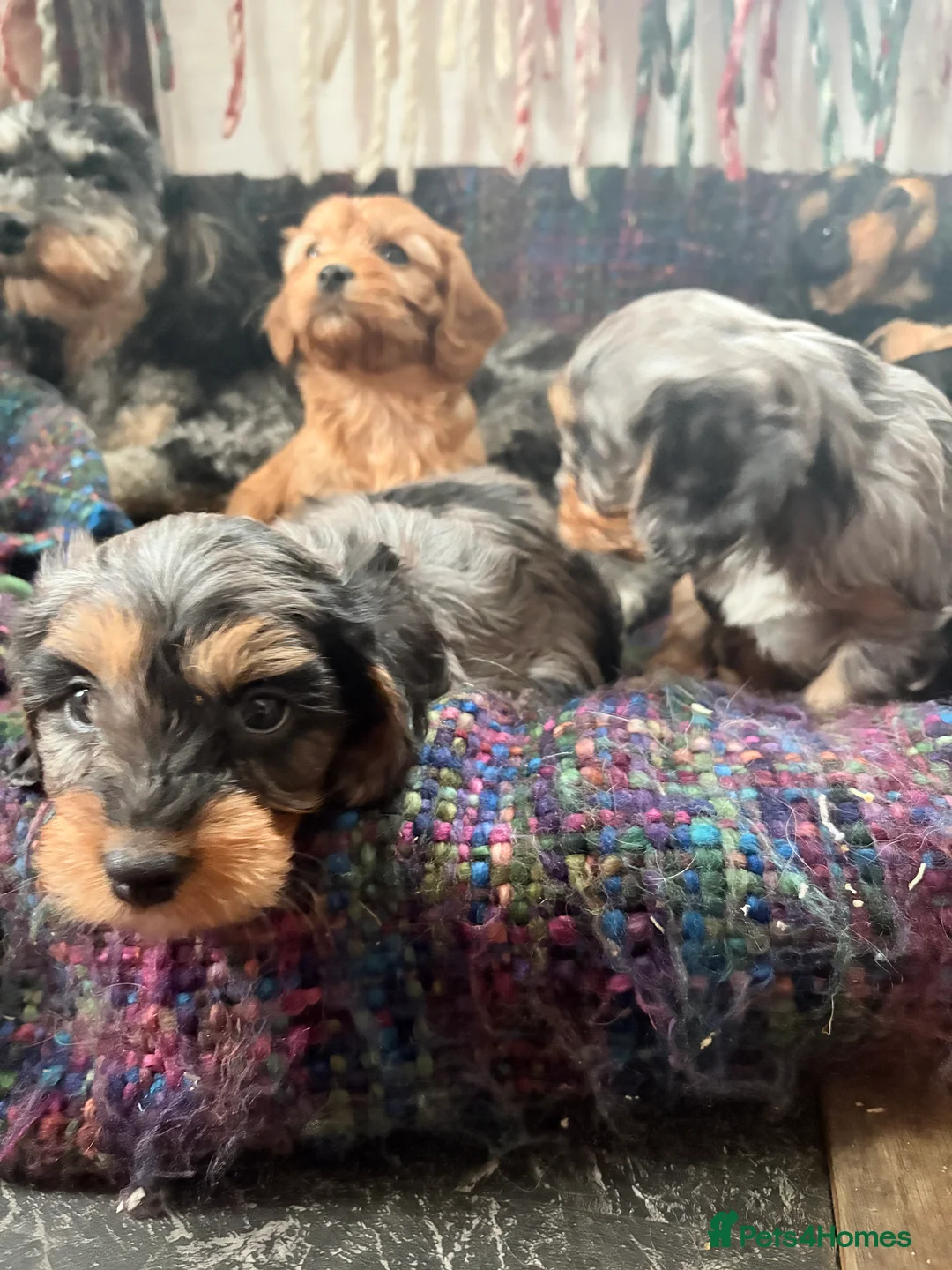 Cavapoo dogs for sale: Cavapoo Merle’s  in Dagenham - Advert 9