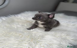 Chihuahua dogs for sale: Beautiful blue chihuahua puppy ready to leave now  - Image 1