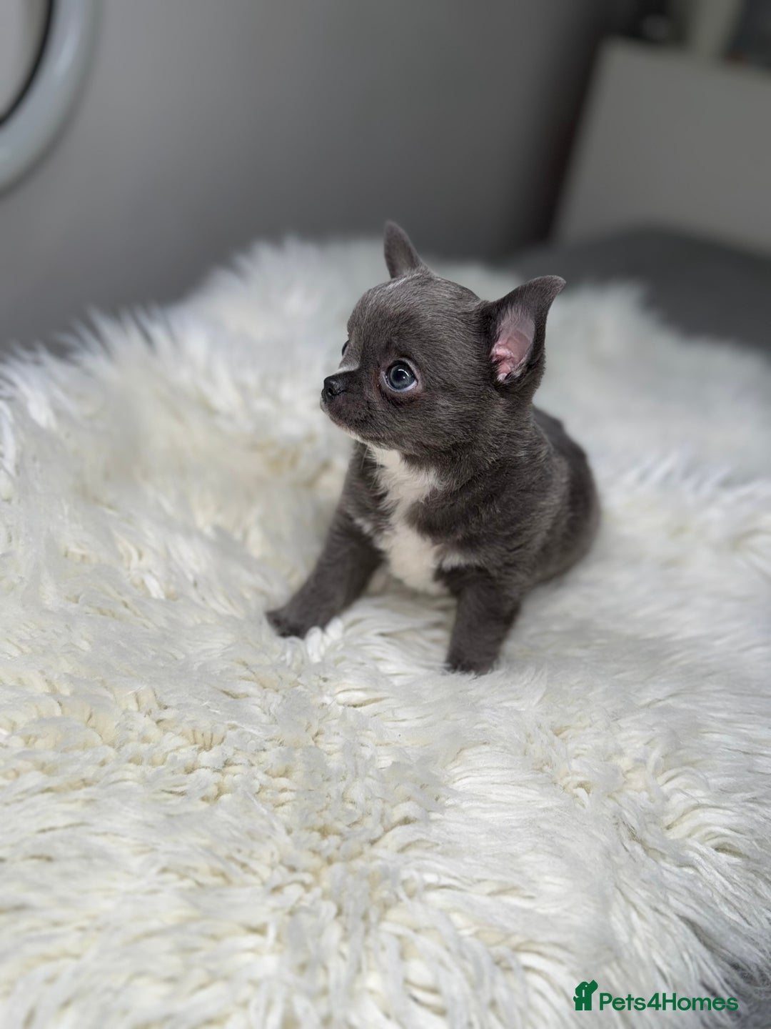 Chihuahua dogs for sale: Beautiful blue chihuahua puppy ready to leave now  - Image 1
