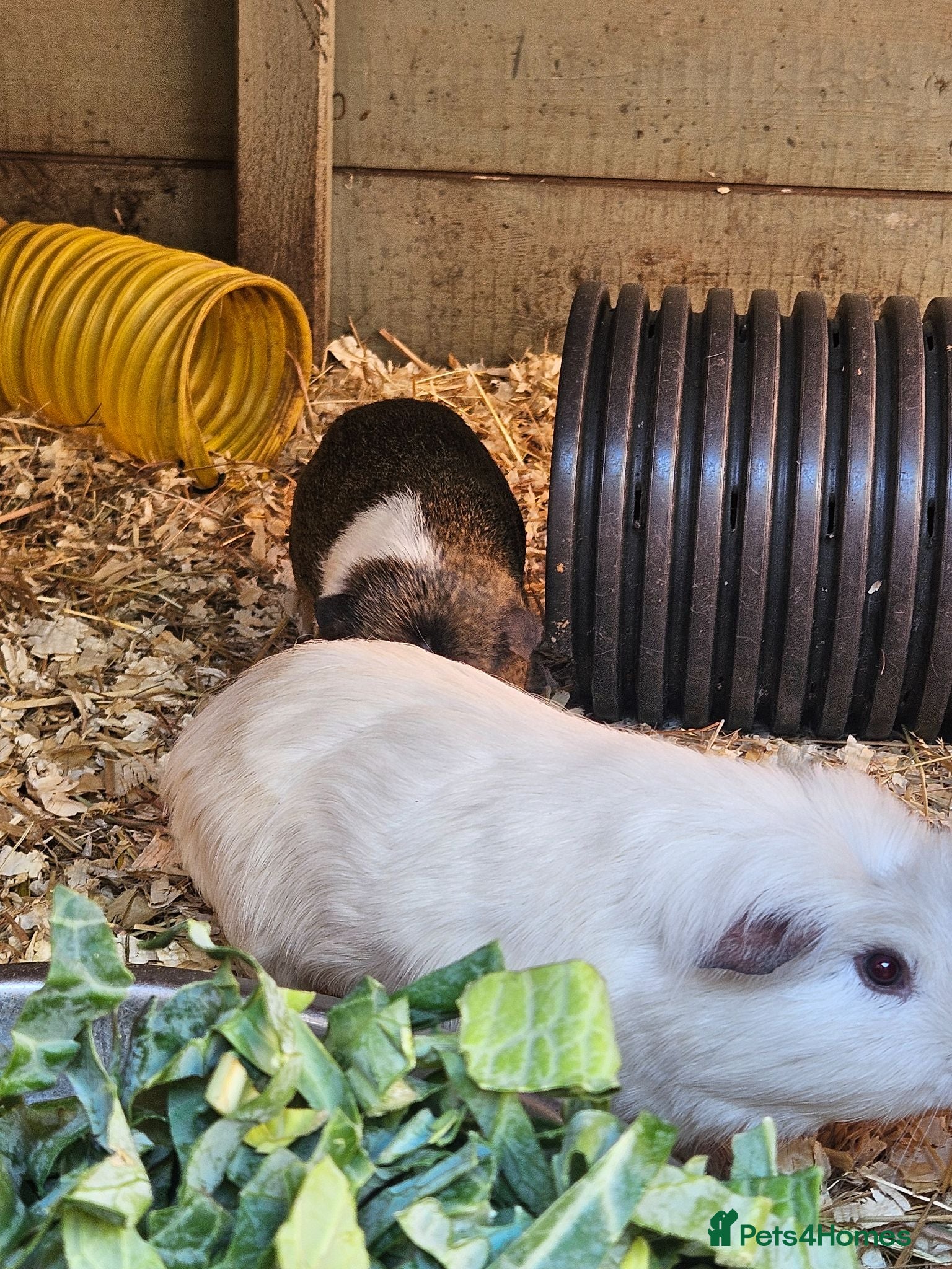Guinea Pig rodents 4 male guinea pigs  - Advert 9