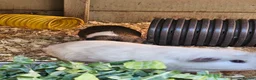 Guinea Pig rodents for sale: 5 male guinea pigs  - Advert 1