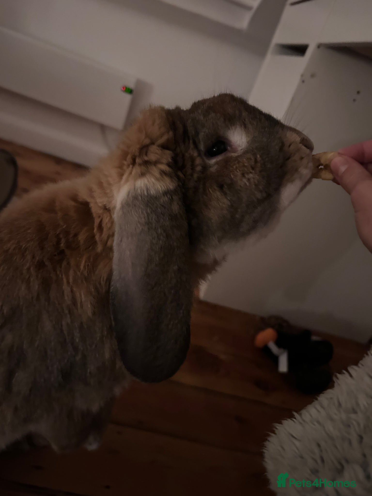 French Lop rabbits for sale: two gorgeous male french lops one giant  in Etchingham - Advert 7