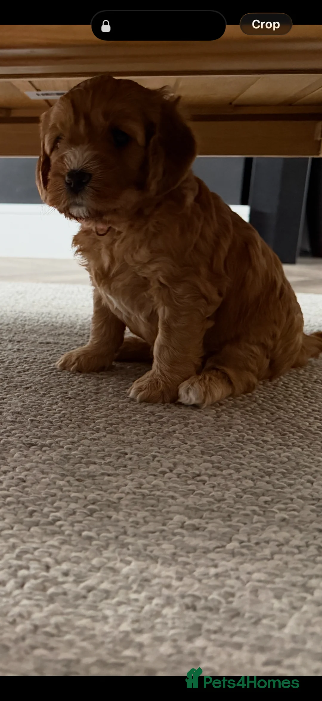 Cockapoo dogs for sale: Gorgeous cockapoo puppies in Nottingham - Advert 2