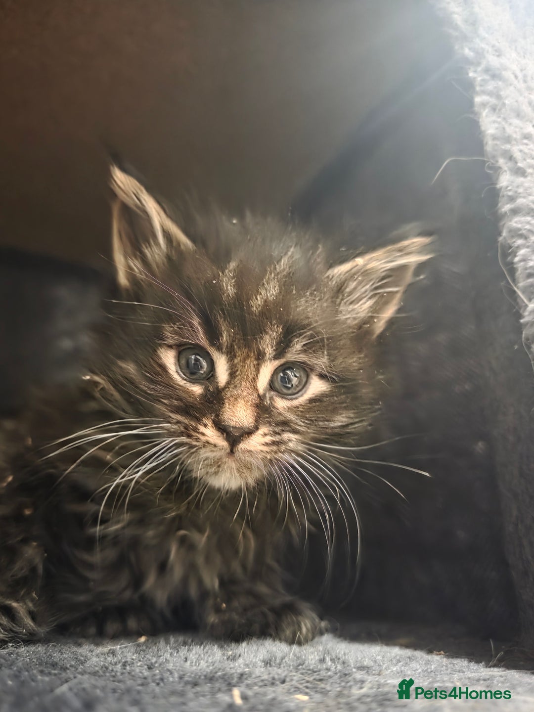Maine Coon cats for sale: Beautiful Maine Coon kittens  - Advert 18