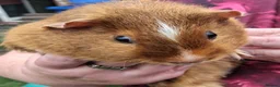 Guinea Pig rodents for sale: 2 male guinea pigs in Wisbech - Advert 5
