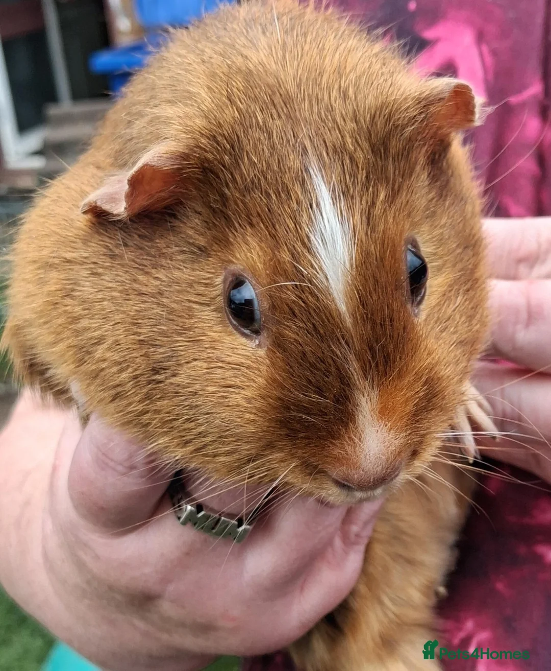 Guinea Pig rodents for sale: 2 male guinea pigs in Wisbech - Advert 5