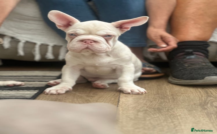 French Bulldog dogs - Advert 13