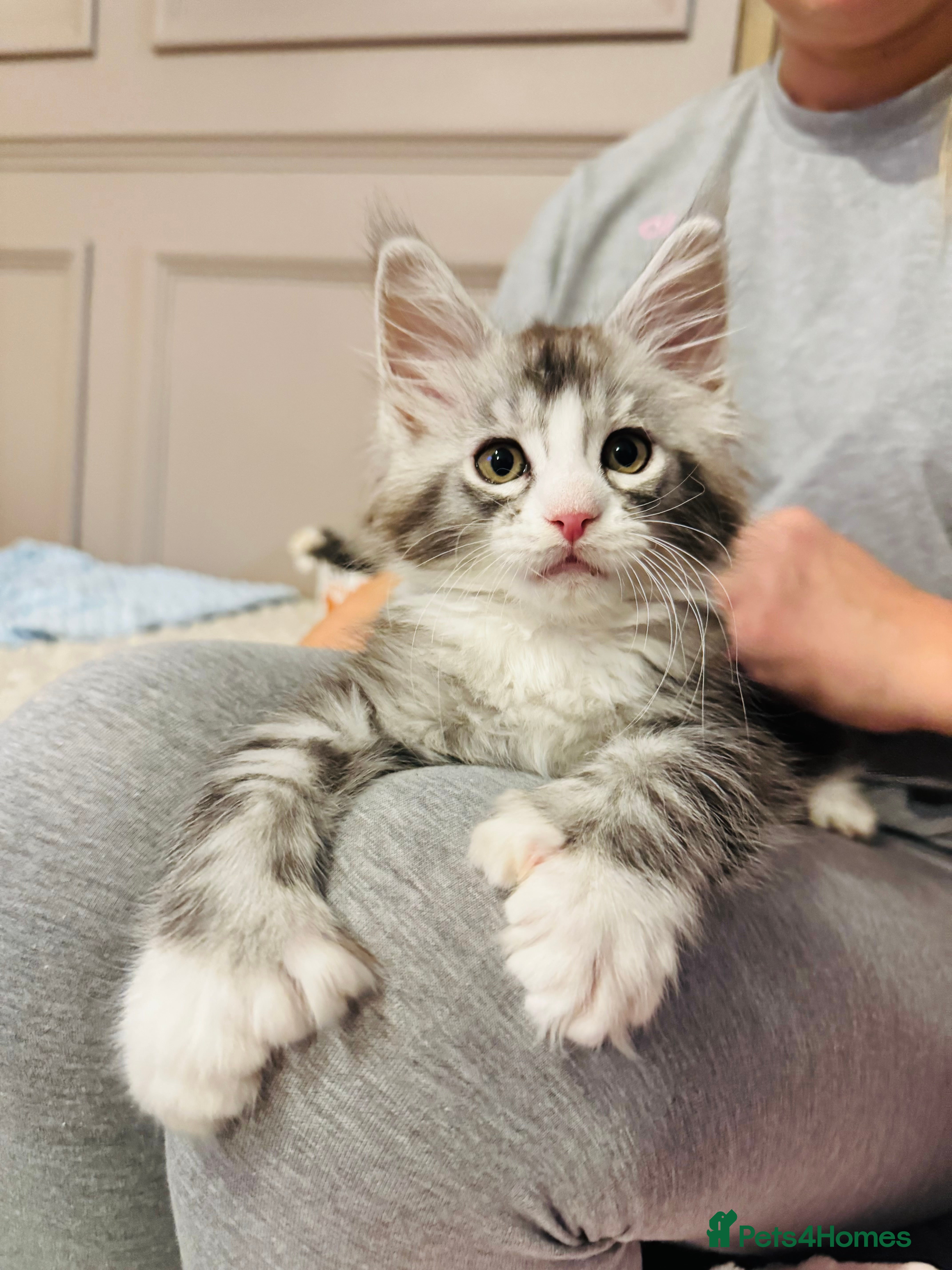 Maine Coon cats Maine coon polydactyls kittens DNA clear TICA reg - Advert 1