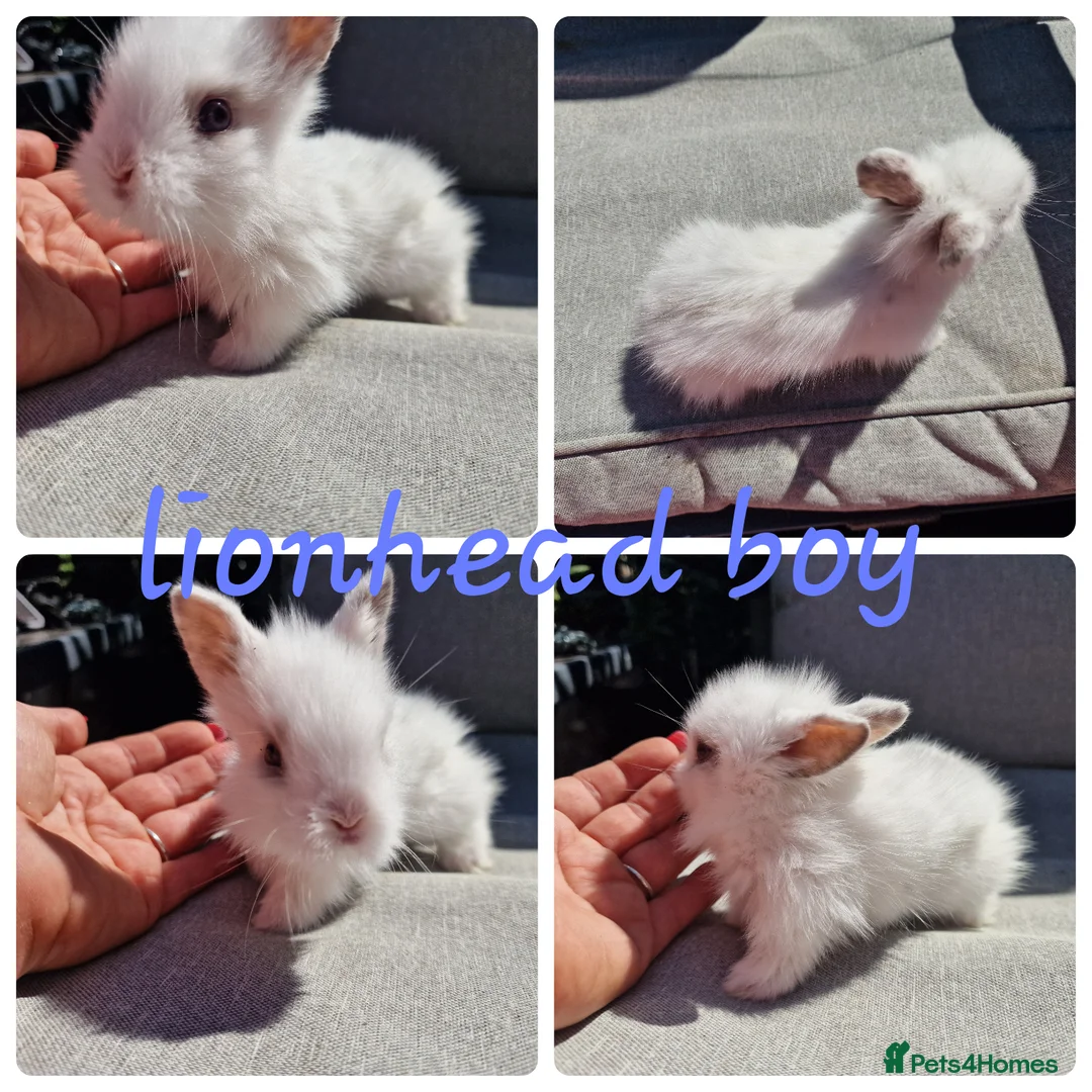 Lionhead rabbits for sale: Lionhead babies available for reserve  - Advert 5