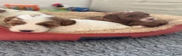 Australian Labradoodle dogs for sale: Stunning Australian Doubledoodle  Pups  - Advert 5