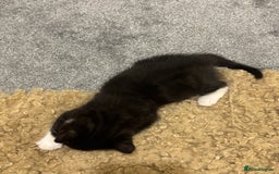 British Shorthair cats for sale: Cute moggie  - Image 4