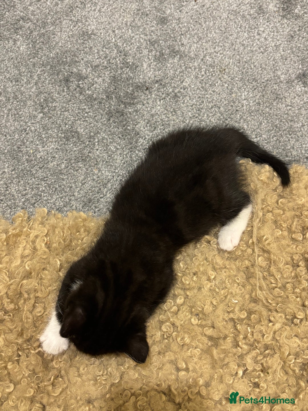 British Shorthair cats for sale: Cute moggie  - Image 4