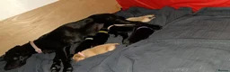 Labrador Retriever dogs for sale: Beautiful labrador for sale  in Sleaford - Advert 2