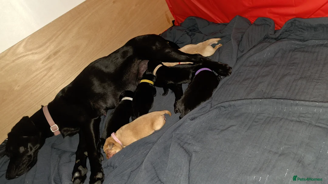 Labrador Retriever dogs for sale: Beautiful labrador for sale  in Sleaford - Advert 2