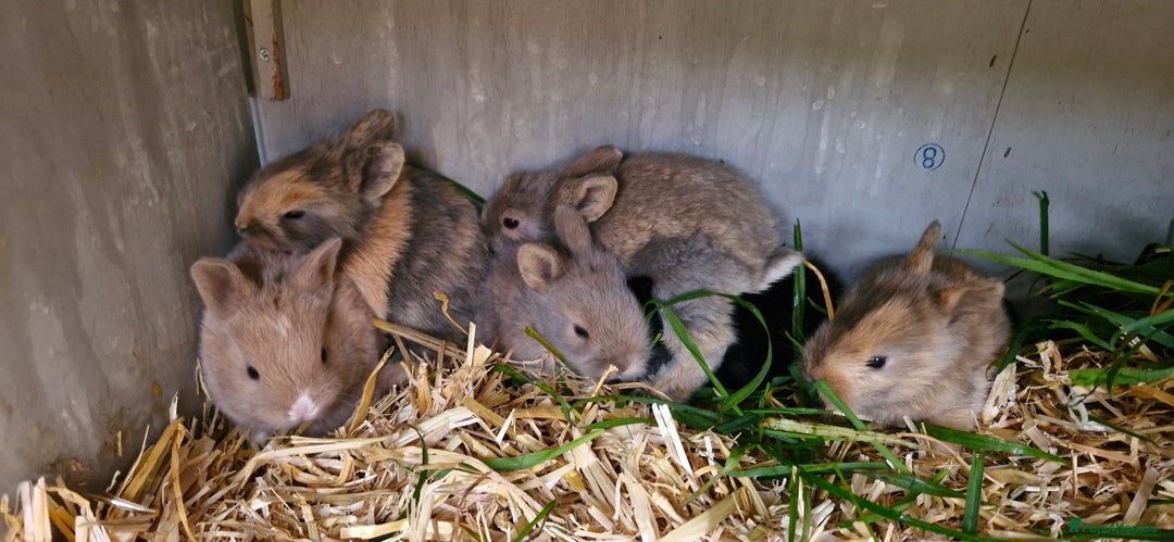 Mixed Breed rabbits for sale: Baby rabbits - Advert 1