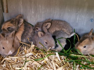 Mixed Breed rabbits Baby rabbits - Advert 9